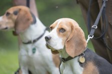 Hundepräsentation 2019